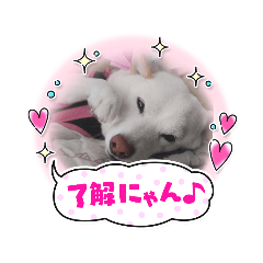 shiroshibahana .stamp