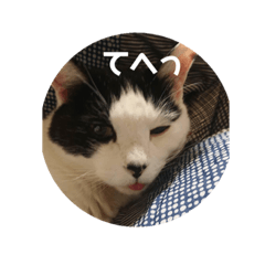 Ringo_20220813231631