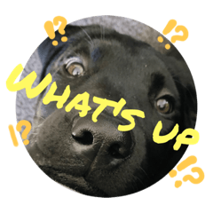 Hanzo black Labrador