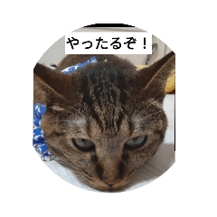 nyantopia