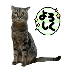akari_20220814221536