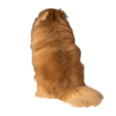 顆顆 第一彈