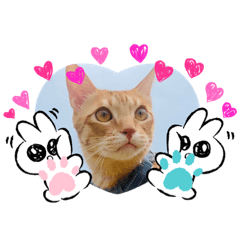 可可可愛愛愛的胖胖胖的小動物