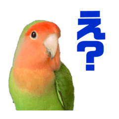 rinrin_20220815124836