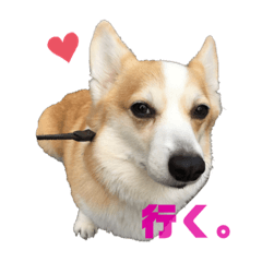 corgi feelings