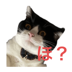 あいらぶねこ氏