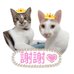 ❤️貝拉&安禱日常❤️