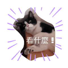 可愛的虎虎