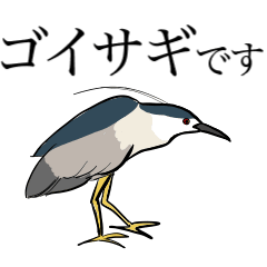 GOISAGI(night heron)