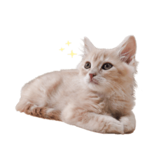 Siberian kinako