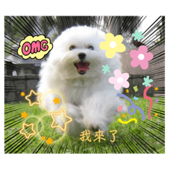 可愛的馬爾濟斯cookie