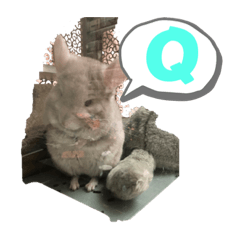 Qq咖喱