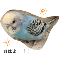 インコのひなちゃんスタンプ