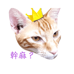 自癒貓咪貼圖