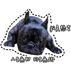 憨吉阿肥日常！