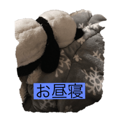 Panda_20220815132416