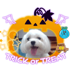 可愛的馬爾濟斯2