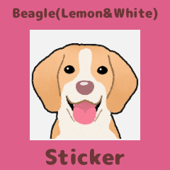 Beagle(Lemon&White) (en)
