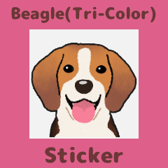 Beagle(Tri-Color) (en)