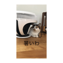 cattttttuttttttt