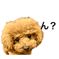 Toy Poodle Stamp (Red)