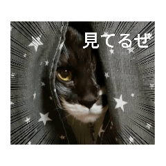 kokoko_20220816203039