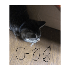 猫カルボの日常^_^