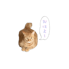 使いやすい猫日常スタンプ