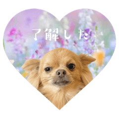 チワワのうにまる