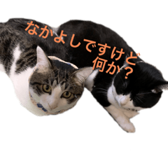 ささきさんちのねこ