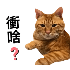 橘貓張倫倫-實用貼圖