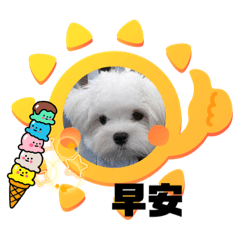 可愛的馬爾濟斯3