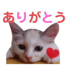 Daily stamps of cats