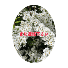 Cherry Star_20220818150932