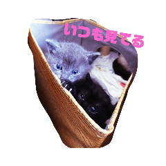 cat sticker watanabe home