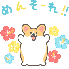 Okinawa corgi animation sticker