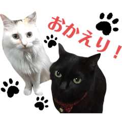Black cat Ram and calico cat Moko