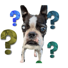 sayuri_20220819092402