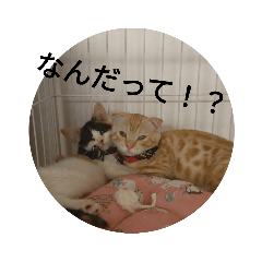 KAITO_20220818175716