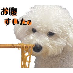 Bichon ppippi1