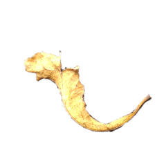 樹葉 貼圖