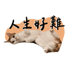 布丁與她的好朋友