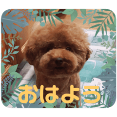 saku_toy poodle