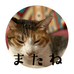 hana_20220819215510