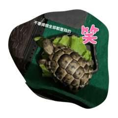 龜龜拾七與我們