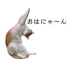 cat stamp(my name is Matsu)