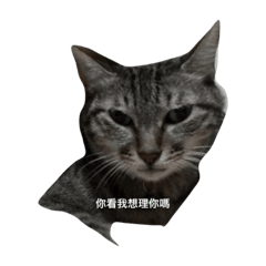 貓咪好無奈