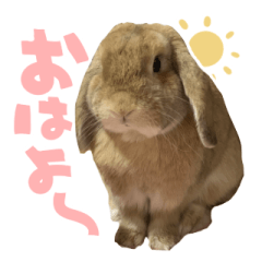 Nazuna the rabbit
