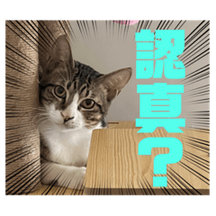 虎弟的世界(全)