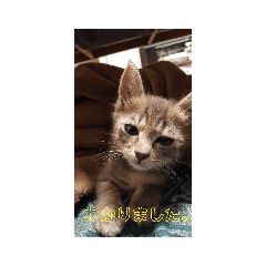 tommy_20220820233808